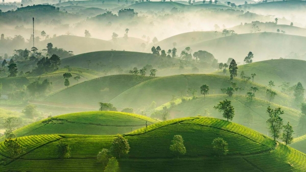 Mê mẩn đồi chè đẹp nhất Việt Nam nhìn từ trên cao