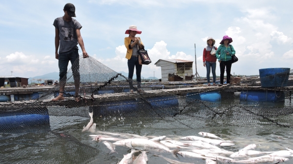 Cá chết hàng loạt trên sông Chà Và, người dân vớt bán tháo gỡ vốn