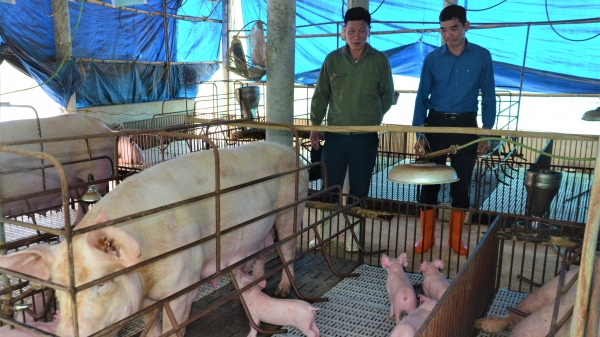 Tuyên Quang: Nhiều hộ chăn nuôi đã tái đàn thành công