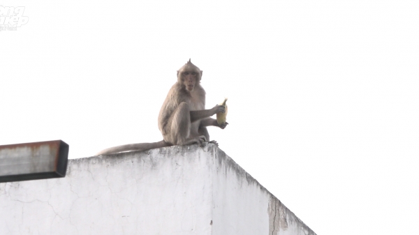 Đàn khỉ đuôi dài quậy phá khu dân cư ở TP.HCM