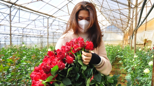 Hoa hồng Langbiang 'đắt như tôm tươi' dịp Quốc tế Phụ nữ