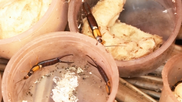 Quản lý bọ cánh cứng hại dừa bằng biện pháp sinh học