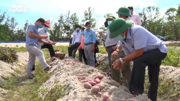 Quảng Trị trồng giống khoai lang KL20-209 trên đất cát ven biển