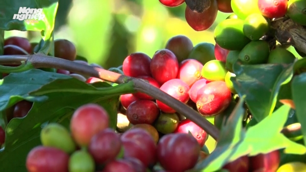 Thí điểm mô hình trồng nhiều giống cà phê chè có triển vọng năng suất cao