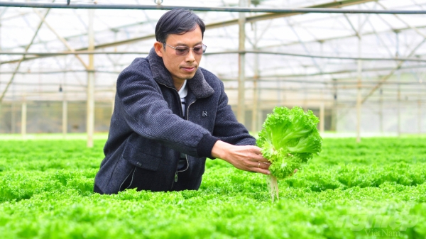 Vườn rau thủy canh xuất khẩu của nông dân Lâm Đồng