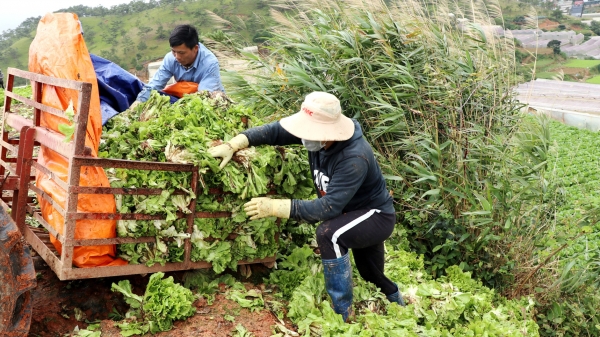 Nông dân sản xuất tự do đổ bỏ hàng chục tấn rau, hoa