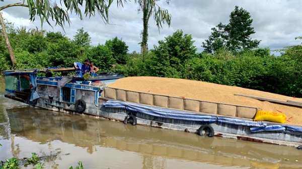 Liên kết vùng để tăng cường tiêu thụ lúa gạo