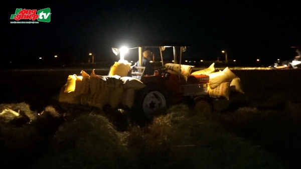 Gặt lúa trong đêm ở vùng dịch Covid-19