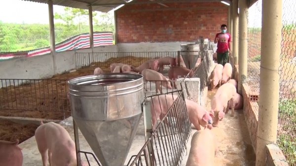 Chăn nuôi lợn ăn toàn sinh học theo hướng hữu cơ