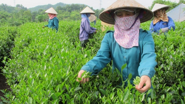 Chè Việt Nam chiếm 52% thị phần nhập khẩu của Đài Loan