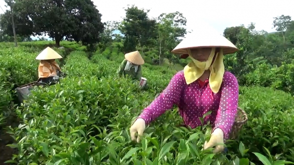 Nông dân Tuyên Quang làm nông nghiệp quản lý dịch hại