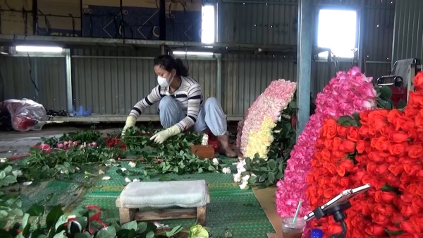 Nông dân tập trung sản xuất hoa sau dịch Covid-19