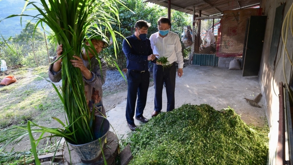 Trồng cỏ voi phát triển chăn nuôi đàn gia súc