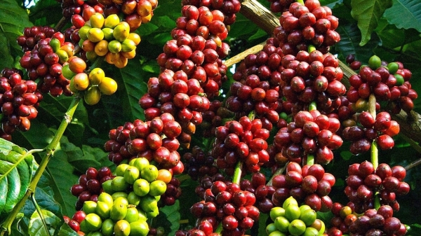 Xã chuyên sản xuất cà phê phấn đấu đạt chuẩn nông thôn mới nâng cao