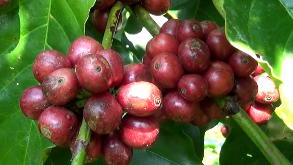 Dùng phụ phẩm nông nghiệp làm phân bón, thân chuối đắp gốc trồng cà phê