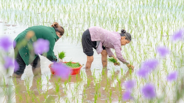 Hơn 250.000 ha đã đủ nước gieo cấy vụ Đông Xuân