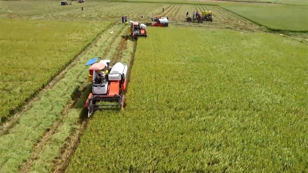 Dự án Vnsat giúp nâng cao và phát triển bền vững ngành hàng lúa gạo