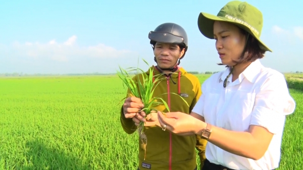 Quảng Trị tăng cường kiểm soát bệnh đạo ôn hại lúa