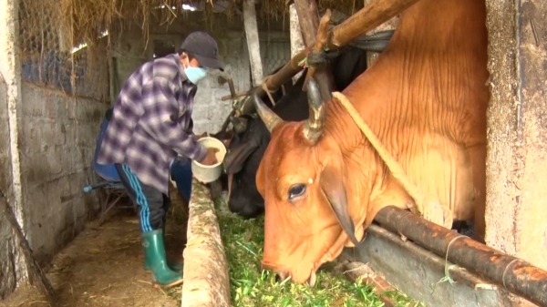 Quảng Trị phòng chống đói, rét cho hơn 77.000 gia súc