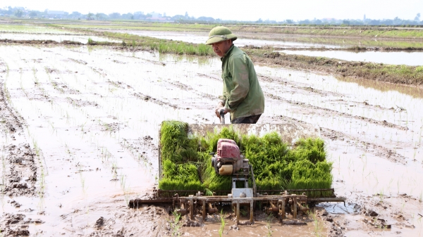 Đồng bằng sông Hồng tập trung gieo cấy sau đợt rét kỷ lục