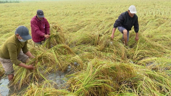 Gần 8.000ha lúa Đông Xuân đổ ngã, thiệt hại nặng ở Huế