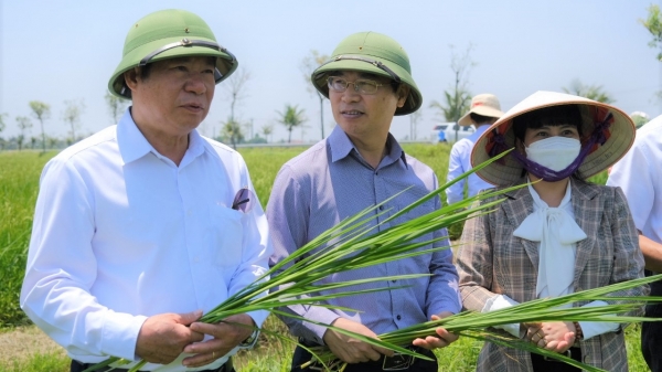 Kiểm soát dịch hại lúa Đông Xuân vùng Đồng bằng sông Hồng