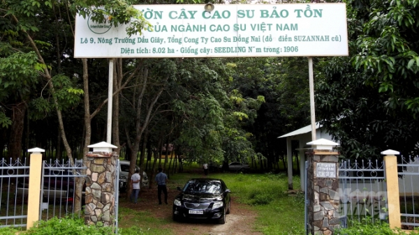Vườn cao su hơn trăm tuổi của người Pháp còn sót lại ở Việt Nam