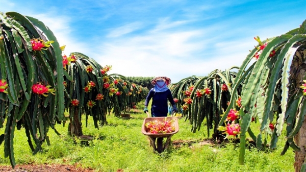 Xây dựng vùng nguyên liệu có tính chất căn cơ, bài bản