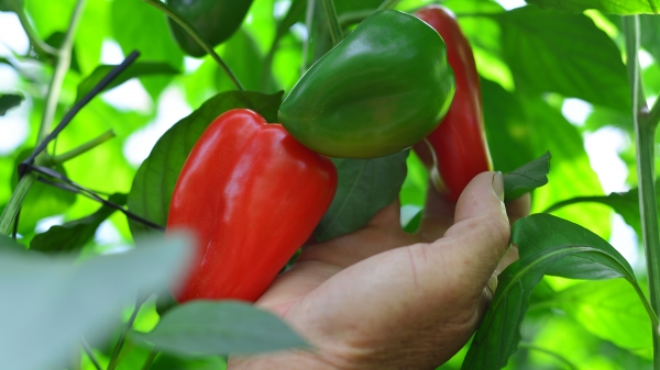Lão nông 60 tuổi trồng ớt chuông thu về 120 triệu đồng mỗi tháng