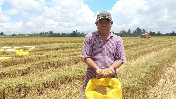 Giá phân bón tăng cao, thu hoạch lúa Hè Thu 2022 giảm lợi nhuận