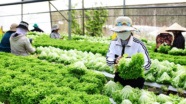 Chất lượng sản phẩm nông nghiệp Việt Nam chưa đồng đều