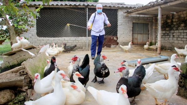 Chủ động phòng chống dịch bệnh cho đàn vật nuôi 6 tháng cuối năm