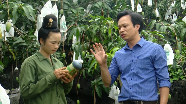 Nông dân chuyển đổi nhận thức dùng phân bón hữu cơ cho cây ăn quả