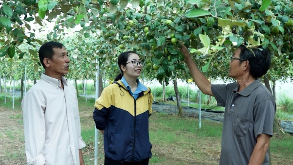 Sản xuất táo đảm bảo năng suất, an toàn chất lượng