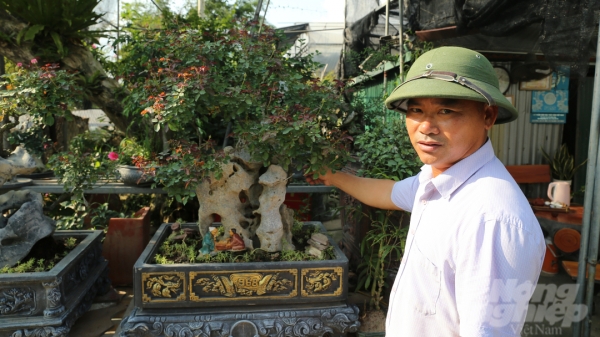 Trồng hoa hồng bonsai, tạo dáng độc lạ ở Hà Nội