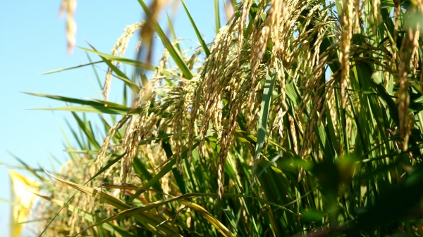 Lúa Đài Thơm 8 nổi bật trên vùng 'thủ phủ gạo thơm'