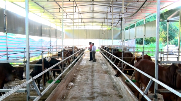 Doanh nhân xây dựng bén duyên với chăn nuôi bò công nghê cao