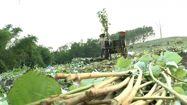 Gai xanh: Cây xoá đói giảm nghèo thích hợp trên nhiều loại đất