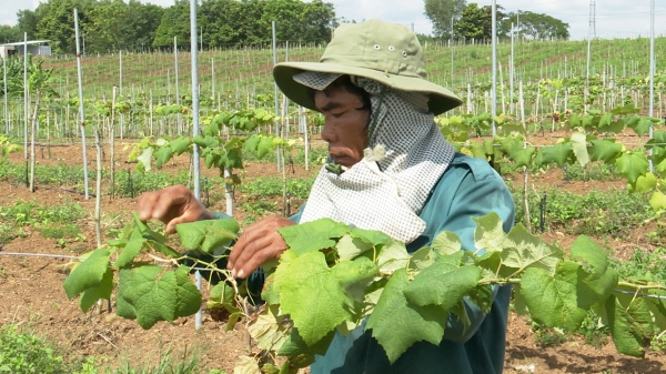 Phát triển thủy lợi, nông dân chuyển đổi cây trồng tăng hiệu quả kinh tế