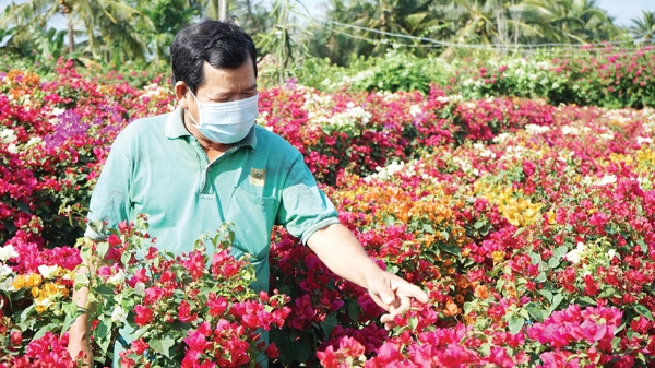 Hoa kiểng Phú Sơn rộn ràng vào Tết