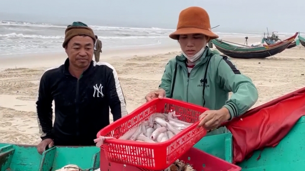 Ngư dân vùng bãi ngang Quảng Bình được mùa cá đặc sản