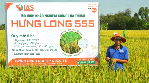 Giống lúa Hưng Long 555: Mẫu gạo đẹp, nhiều triển vọng
