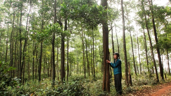 Quảng Trị đi đầu trong phát triển trồng rừng gỗ lớn có chứng chỉ FSC