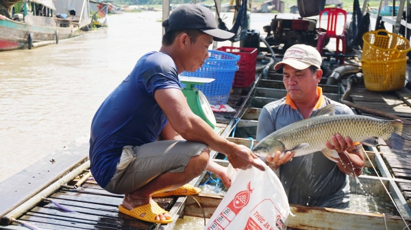 Sắp xếp lại 1.200 lồng nuôi cá trên sông La Ngà