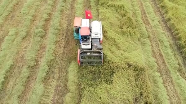 Trồng lúa theo hướng hữu cơ, nông dân lãi gần 30 triệu đồng/ha