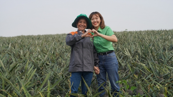 'Cặp đôi hoàn hảo' giúp nông dân bội thu mùa dứa