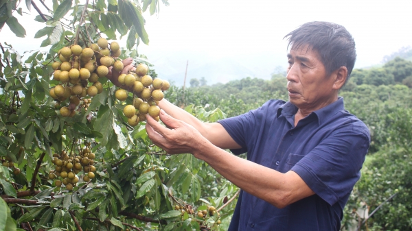 Mưa kéo dài, nhãn Sông Mã xuất khẩu khó khăn