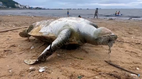 Rùa biển nặng gần 100 kg chết ở biển Vũng Tàu