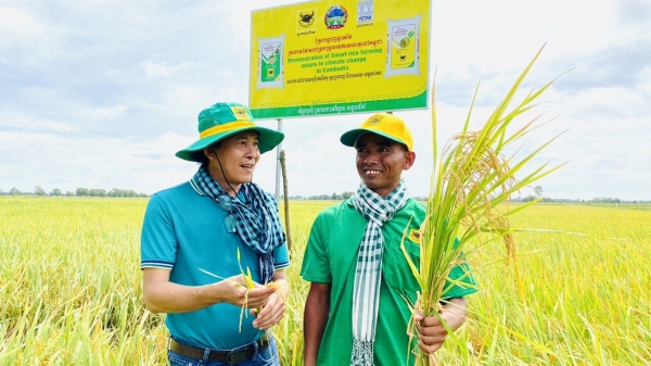 Mô hình 'Canh tác lúa thông minh thích ứng với biến đổi khí hậu' tại Campuchia