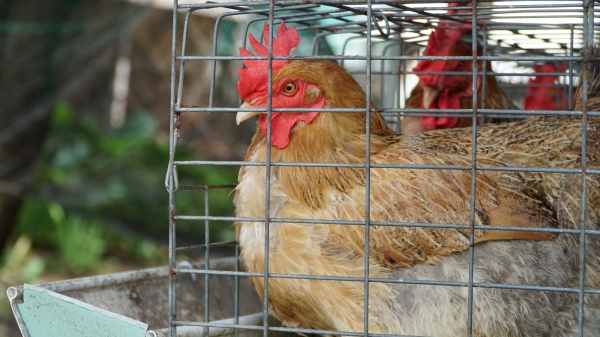 Giống gà lông màu VLV thích ứng tốt với biến đổi khí hậu